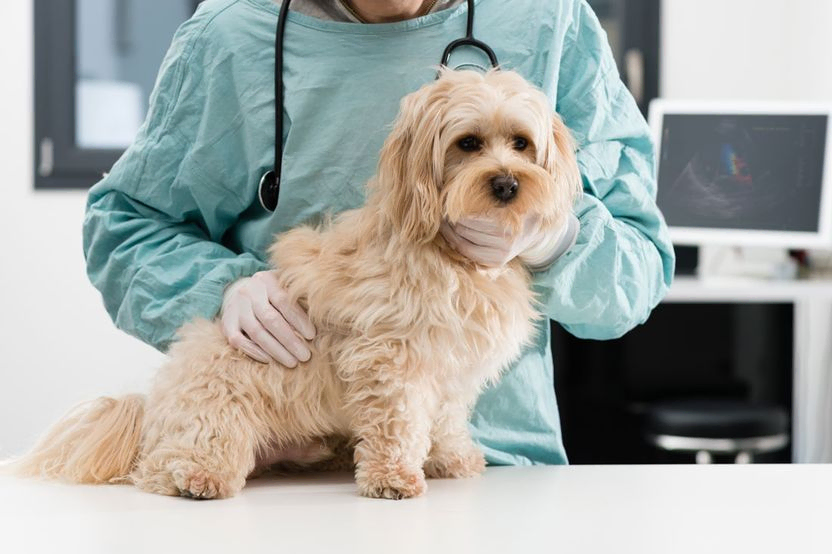 Ihren Hund kastrieren lassen in Steyr